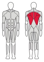 Тяга для трапециевидных мышц X-Line R XR220 Тяга для трапециевидных мышц X-Line R XR220